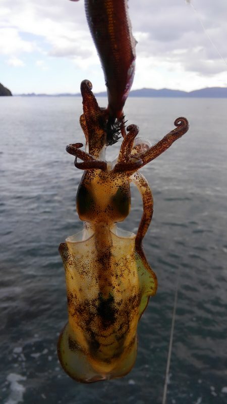 潮位めっちゃ低い？