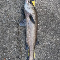 10月ラスト釣行 ~さざなみ公園~