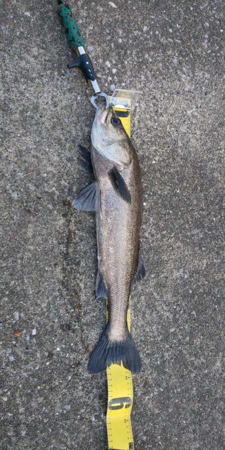 10月ラスト釣行　~さざなみ公園~