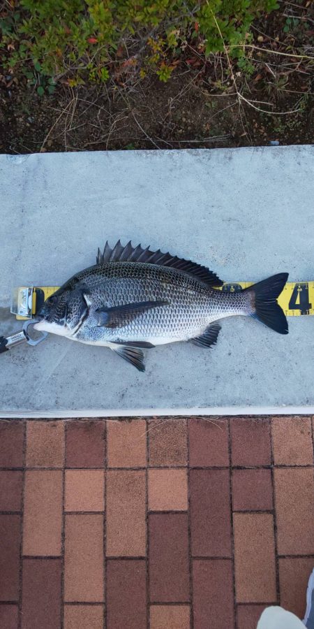 久しぶりの釣行　~辰巳橋付近~