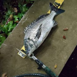 アメニモマケズ　~辰巳橋~