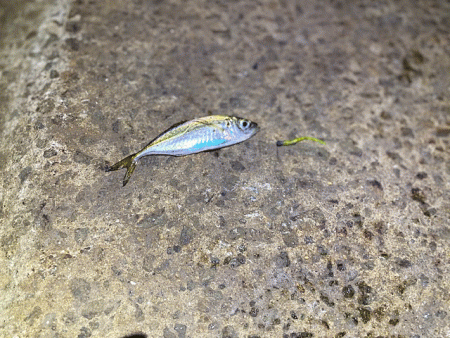 姫路本土アジング(2019-17)