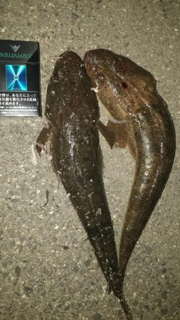 コチ30オーバー