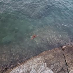 軟体パラダイス