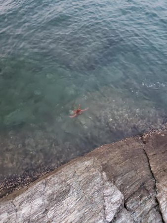 軟体パラダイス