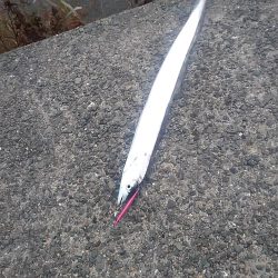 ハマチはいない