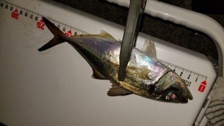 お土産ゲッツなるか