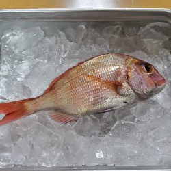 波無し、風無し、潮無し