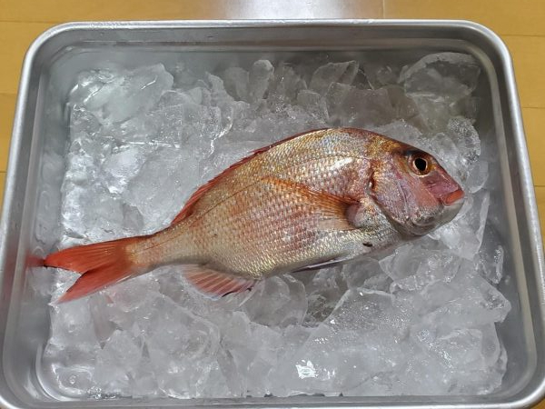 波無し、風無し、潮無し