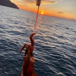 秋イカシーズン終盤