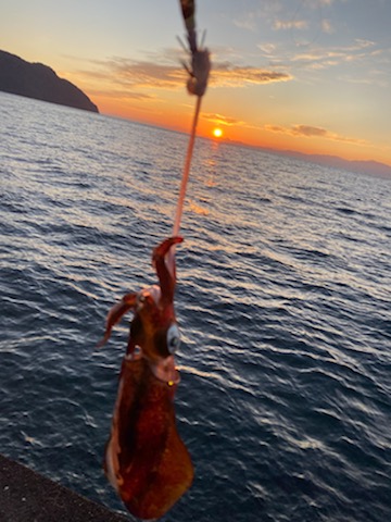 秋イカシーズン終盤