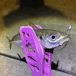 瀬戸内の島アジング（2019-18)