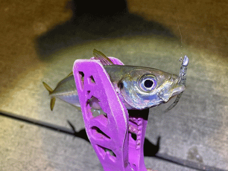 瀬戸内の島アジング（2019-18)