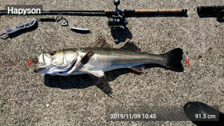 青色のハズが、いぶし銀！