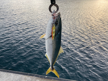 瀬戸内の島ショアジギング（2019-1）