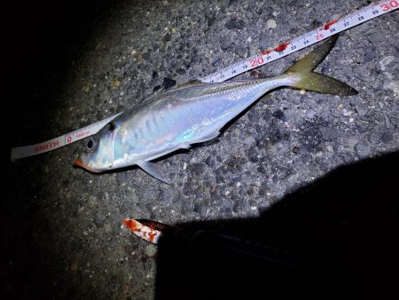 短時間勝負！アジング好調！！