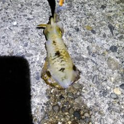 エギング　キロオーバー！