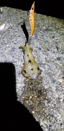 エギング　キロオーバー！