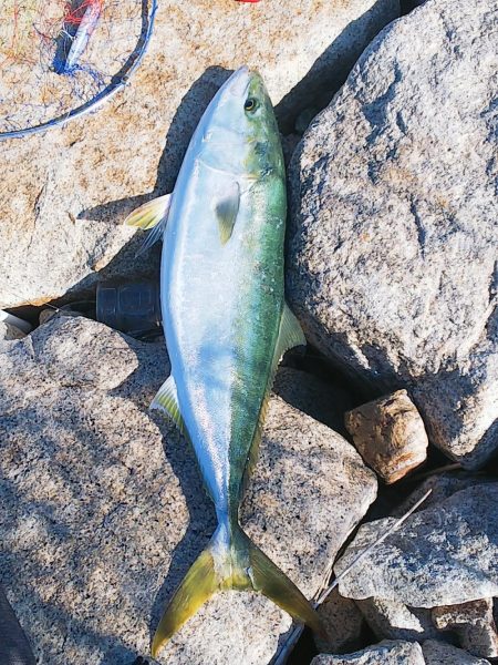 念願成就( ✧Д✧)ｶｯ!!