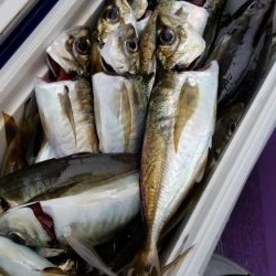 つり幸　アジ船