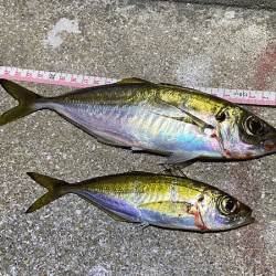 瀬戸内の島アジング（2019-19)
