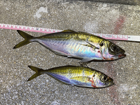 瀬戸内の島アジング（2019-19)