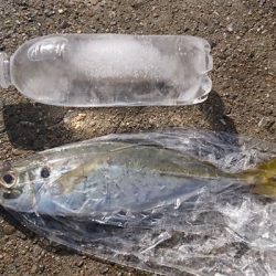 食べ頃アジ大漁に加え、嬉しい尺アジ