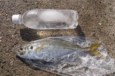 食べ頃アジ大漁に加え、嬉しい尺アジ