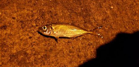 もういないのかな