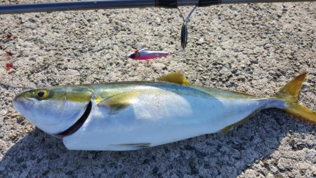 パイセンと人工島釣行