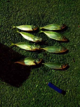 短時間勝負！アジング好調！！