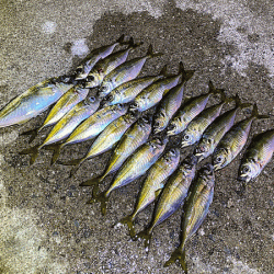 瀬戸内の島アジング（2019-20)