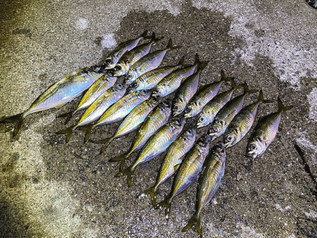 瀬戸内の島アジング（2019-20)