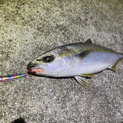 瀬戸内の島ショアジギング（2019-2）