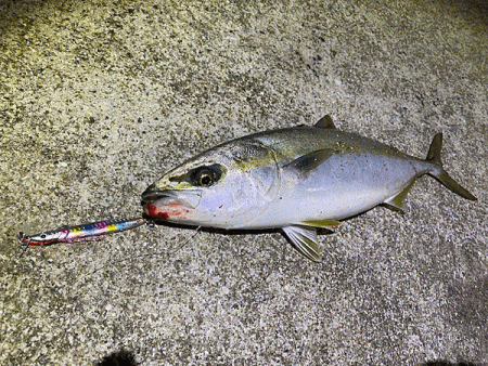 瀬戸内の島ショアジギング（2019-2）