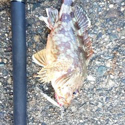 サゴシがいない