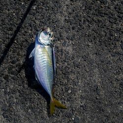 青物活性低い？