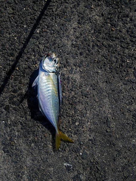 青物活性低い？