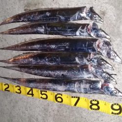 タチウオ上昇中