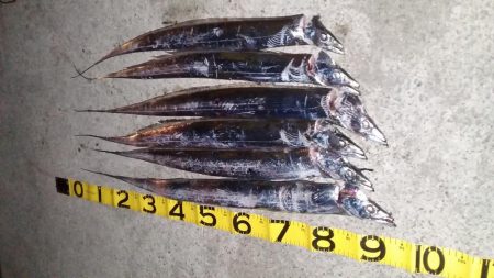 タチウオ上昇中