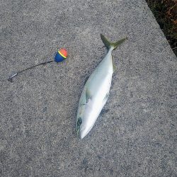 アジを餌にして