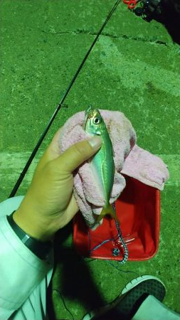 初めてのアジング