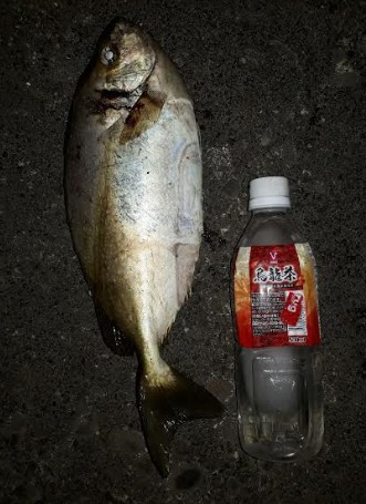 久々の夜釣り！正直、かなり渋かったです。。…