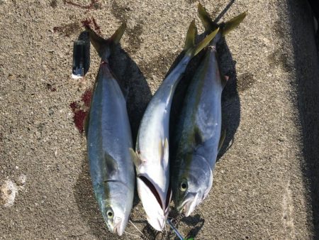 ハマチの回遊アリ