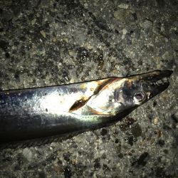 タチウオ終わり？