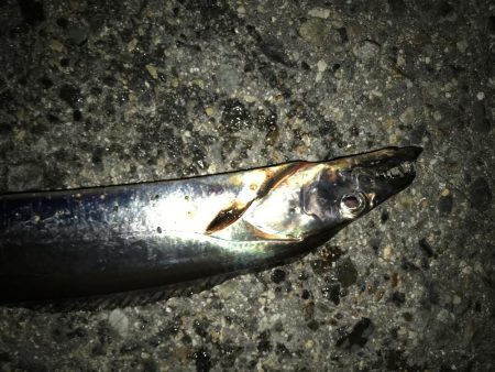 タチウオ終わり？