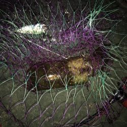 ヤエン秋イカ爆釣　型は中〜小