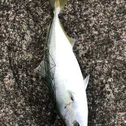 ハマチ釣れたけどアジが…
