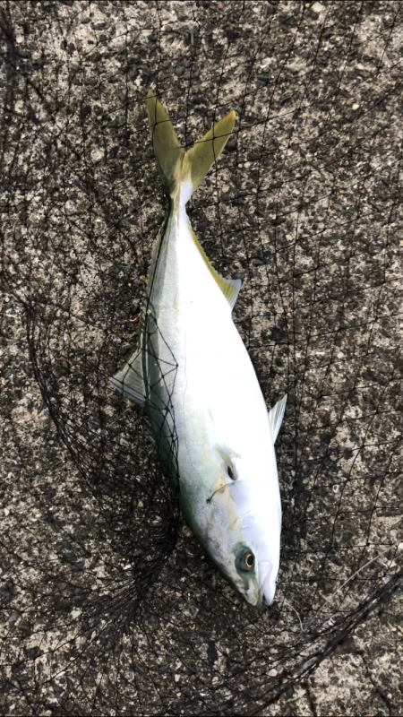 ハマチ釣れたけどアジが…