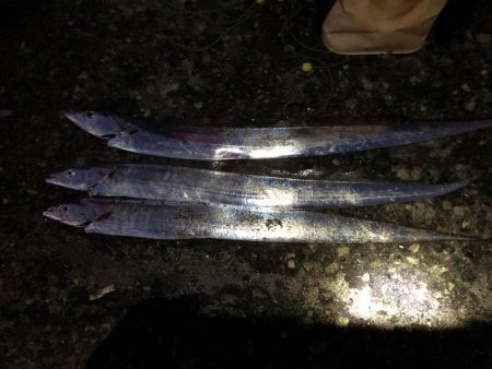 太刀魚とのませで青物狙い